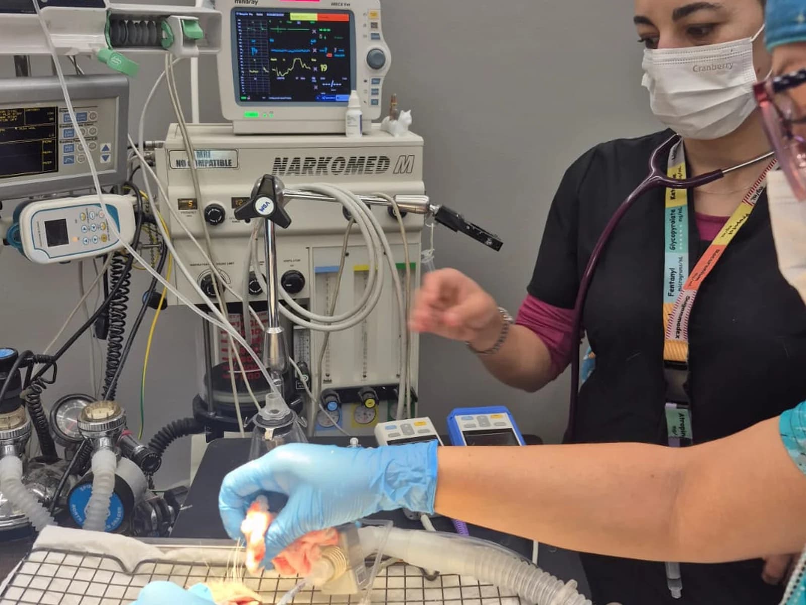 Anestesista de TopCat preparando la intubación de un gato junto a la máquina de anestesia