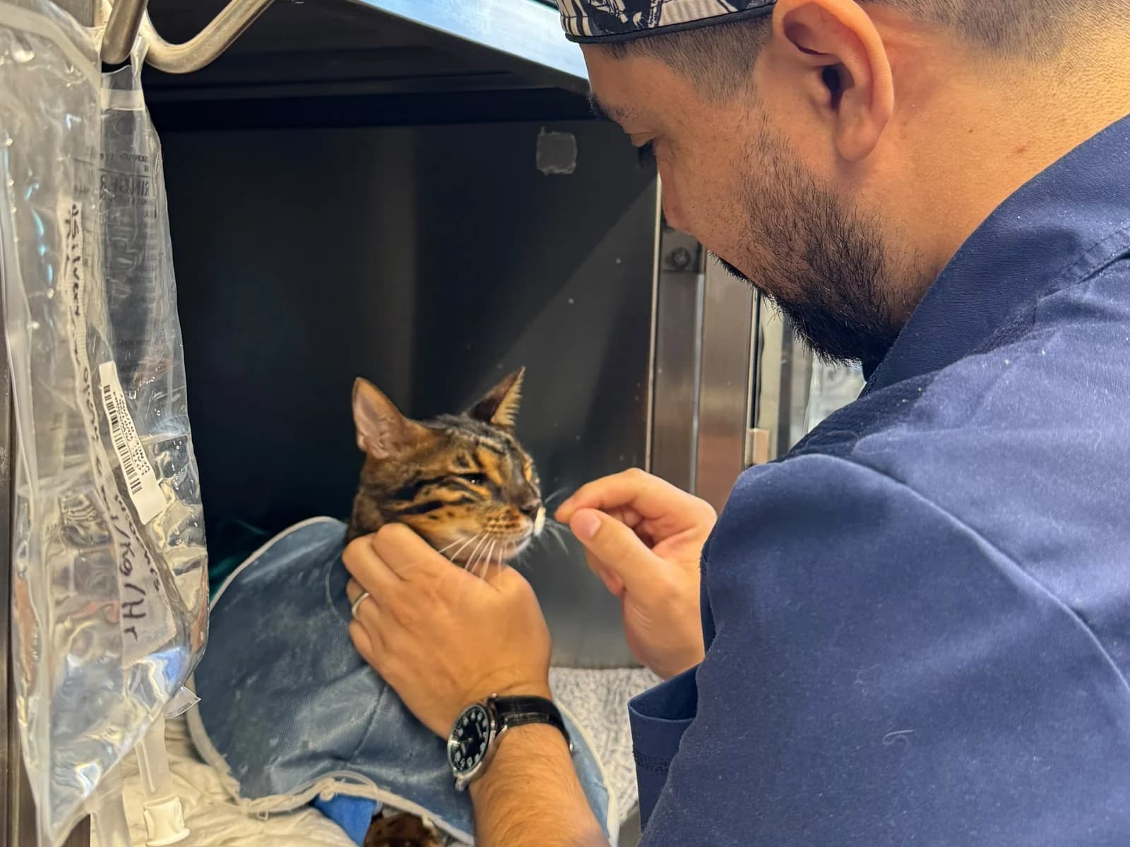 Médico de TopCat acariciando a un gato hospitalizado en su jaula