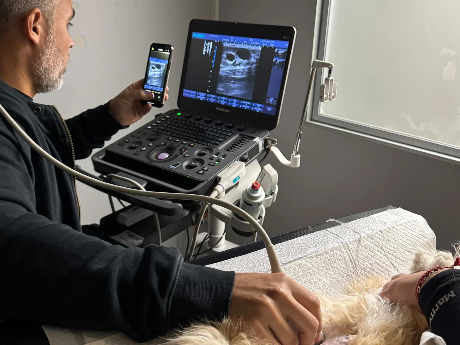 Veterinario de TopCat haciéndole una ecografía abdominal a un gato