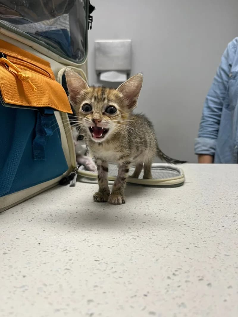 Gato paciente de TopCat durante su atención en la clínica