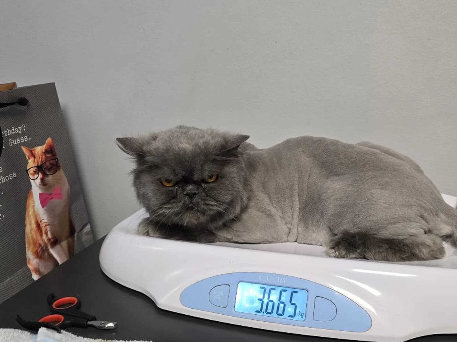 Gato persa recién rasurado, echado sobre la pesa de la clínica