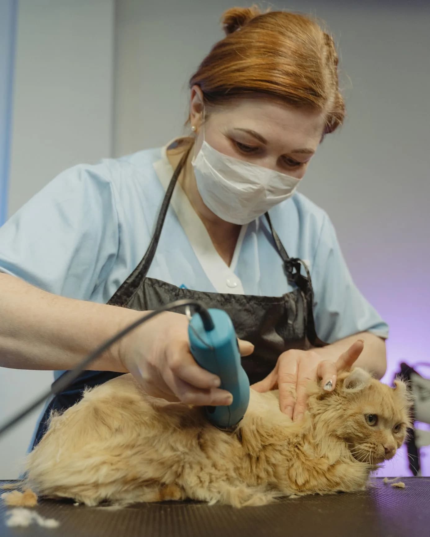 Rasurado de un gato de pelo largo con máquina, sobre la mesa de atención